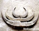 Dùng sừng trâu thay thế sừng tê giác để trị bệnh