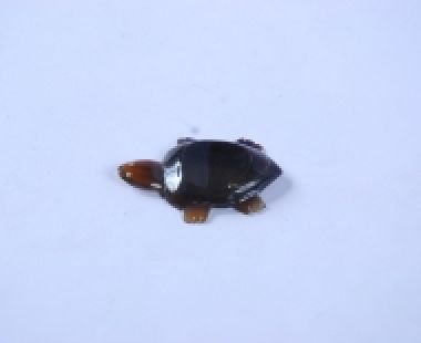 Gác Đũa Sừng 36