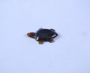 Gác Đũa Sừng 37